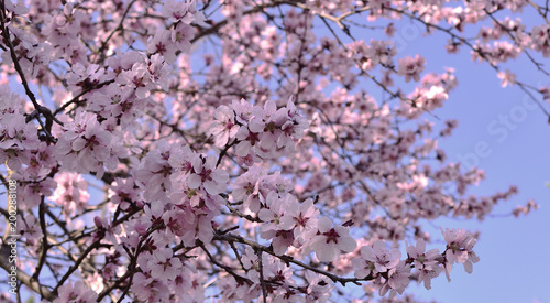 Beautiful cherry blossom sakura in spring time over blue sky.