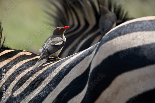 Canvastavla Red-Billed Oxpecker perched on a Burchell’s Zebra host