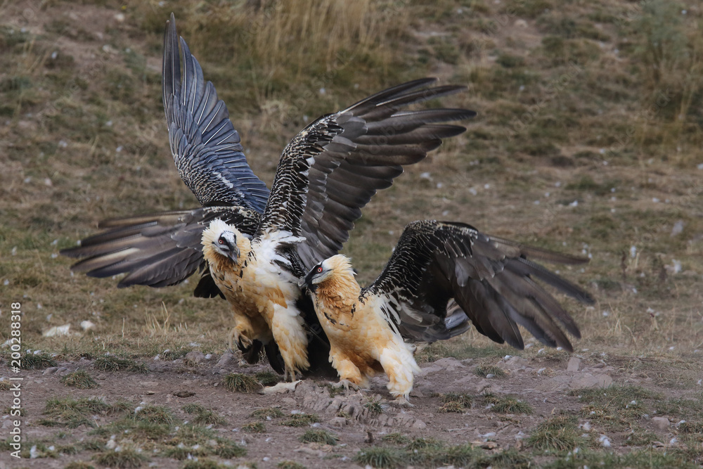 Obraz premium Bearded vulture in pirenees mountains