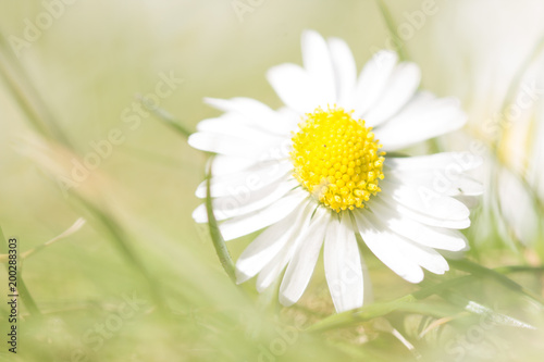 Gänseblümchen