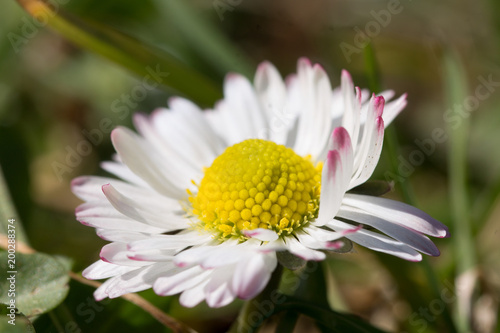 Gänseblümchen