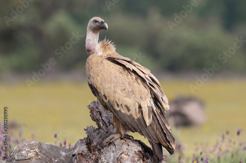 Griffon vulture - fly over the hills