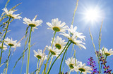 Frühlingserwachen: Meditation, Glück, Freude, Entspannung: Relaxen in Blumenwiese mit leuchtend schönen Margeriten unter blauem Himmel mit Sonne :)