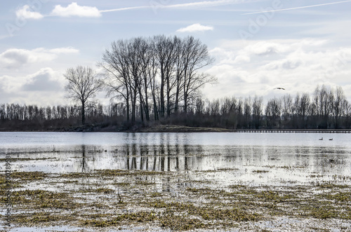 Reflection of a group of trees in the new channel of the IJssel river in the Ossenwaard nature reserve near Deventer, The Netherlands