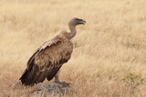 Griffon vulture - fly over the hills