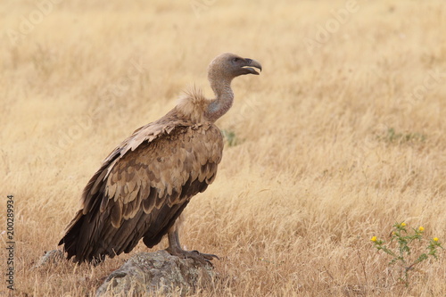 Griffon vulture - fly over the hills