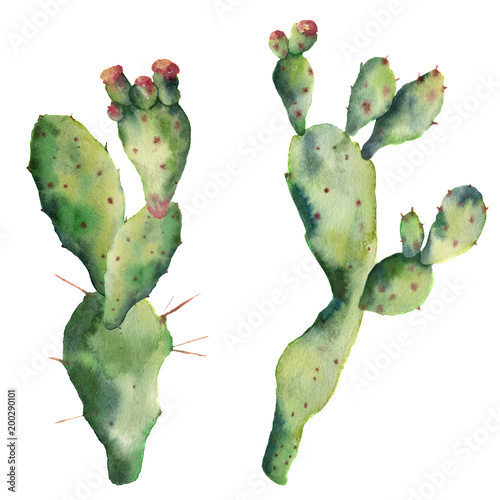 Watercolor cactuses with flowers. Hand painted opuntia isolated on white background. Illustration for design, print, fabric or background. photo