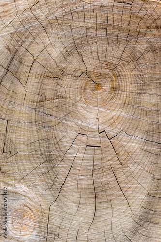 Cut through tree section with rings and cracks portrait