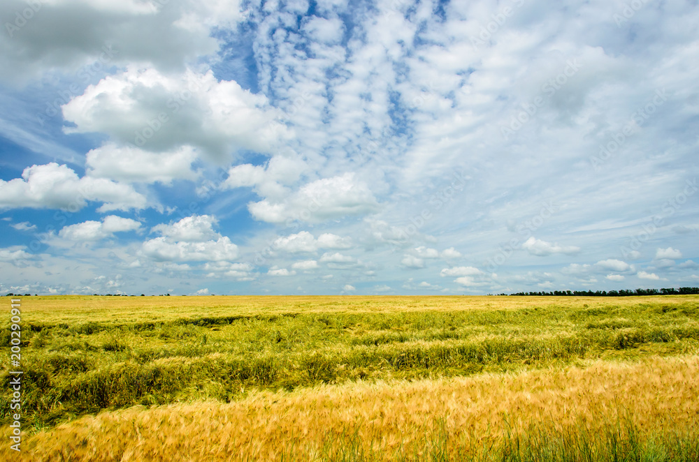 Landscape with a field of yellow oats