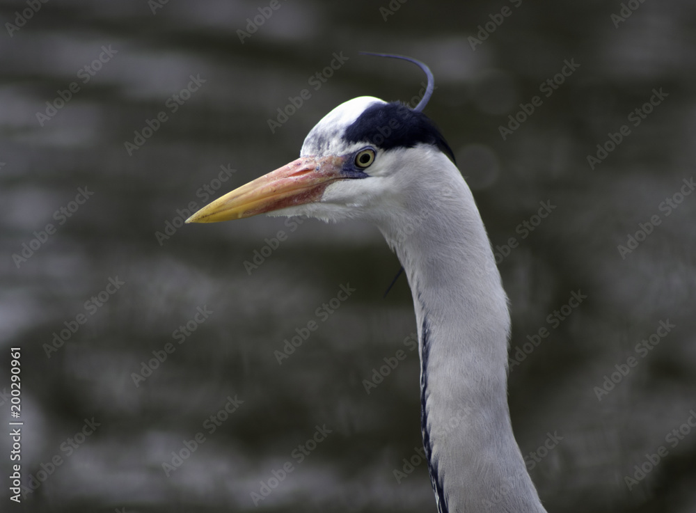 Heron profile photo grey silver bird Heron profile photo grey silver bird
