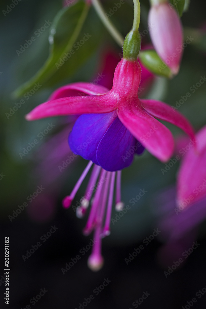 Backside of a pink and blue fuchsia flower. Backside of a pink and blue fuchsia flower.