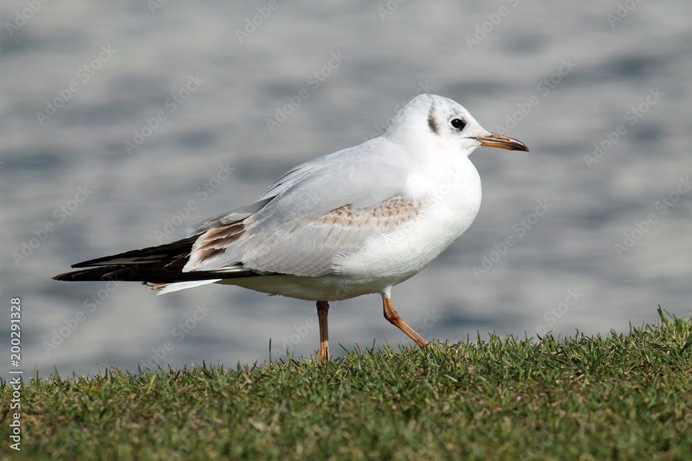 Black-headed gull (Chroicocephalus ridibundus) in juvenile plumage against blue water background Black-headed gull (Chroicocephalus ridibundus) in juvenile plumage against blue water background