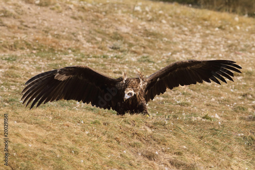 Eurasian Black Vulture in Spain