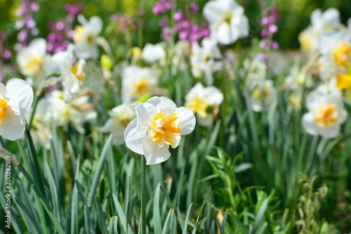 長崎鼻の菜の花