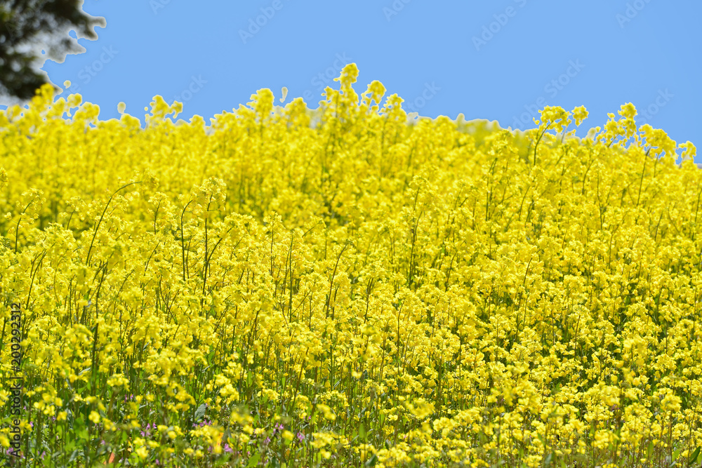 長崎鼻の菜の花