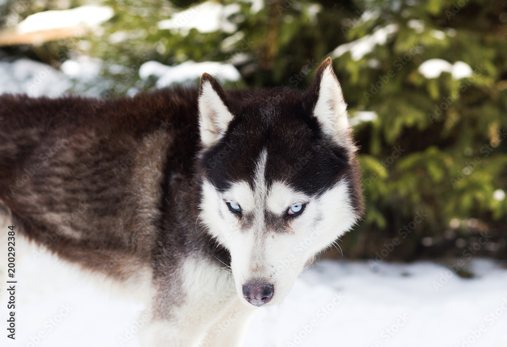 Blue eyed siberian husky in winter
