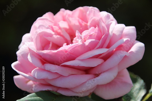 rosa englische  Strauchrose