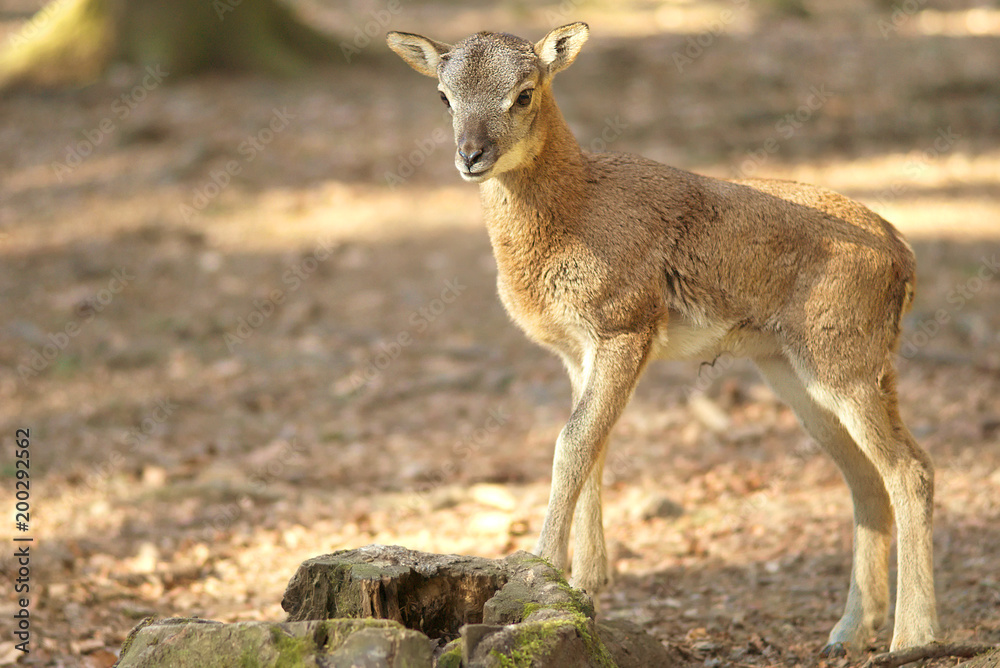 kleines Reh im Wald im Frühling, Rehkitz im Wald 2018 kleines Reh im Wald im Frühling, Rehkitz im Wald 2018