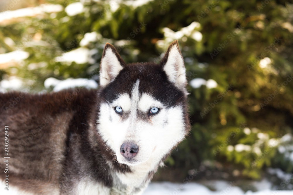 Blue eyed siberian husky in winter
