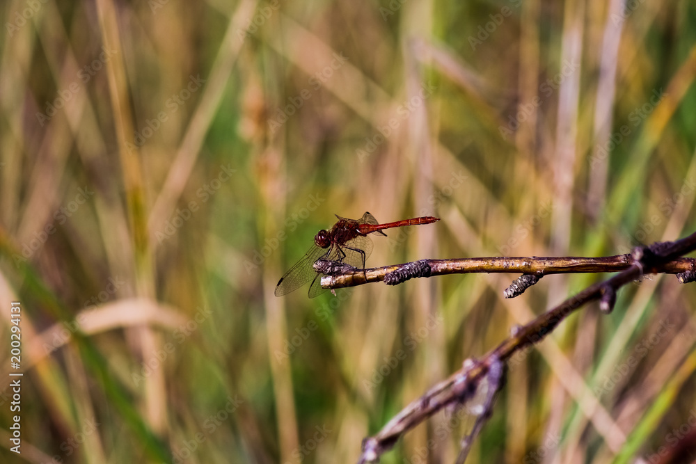 Dragonfly on a tree during summer season in Russia, South-eastern Siberia. Dragonfly on a tree during summer season in Russia, South-eastern Siberia.