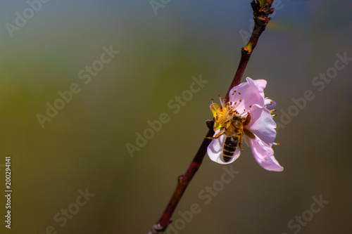 Bee on a peach flower