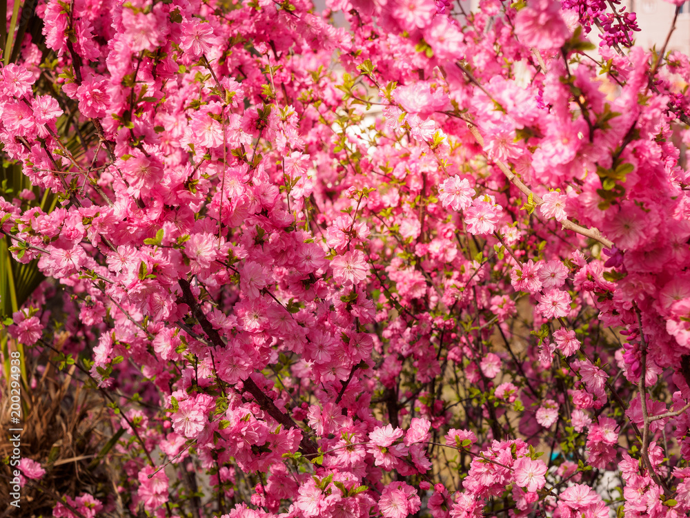 Pink plum tree flowers