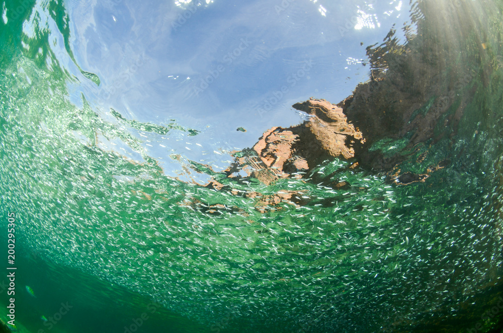 Obraz premium Reef fishes from the sea of cortez, mexico