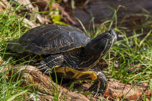 A Lazy Tortoise Slowly Walking Through the Grass on a Sunny Spring Day