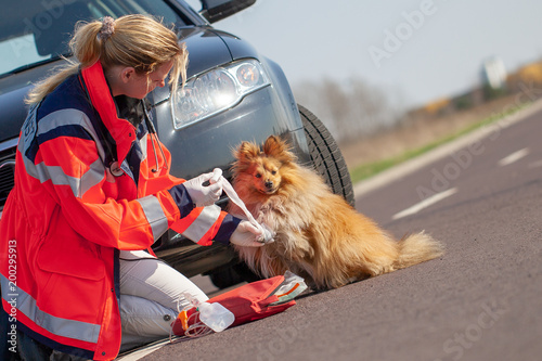 German animal medic treats an injured dog. The german word Rettungsdienst means rescue service. photo