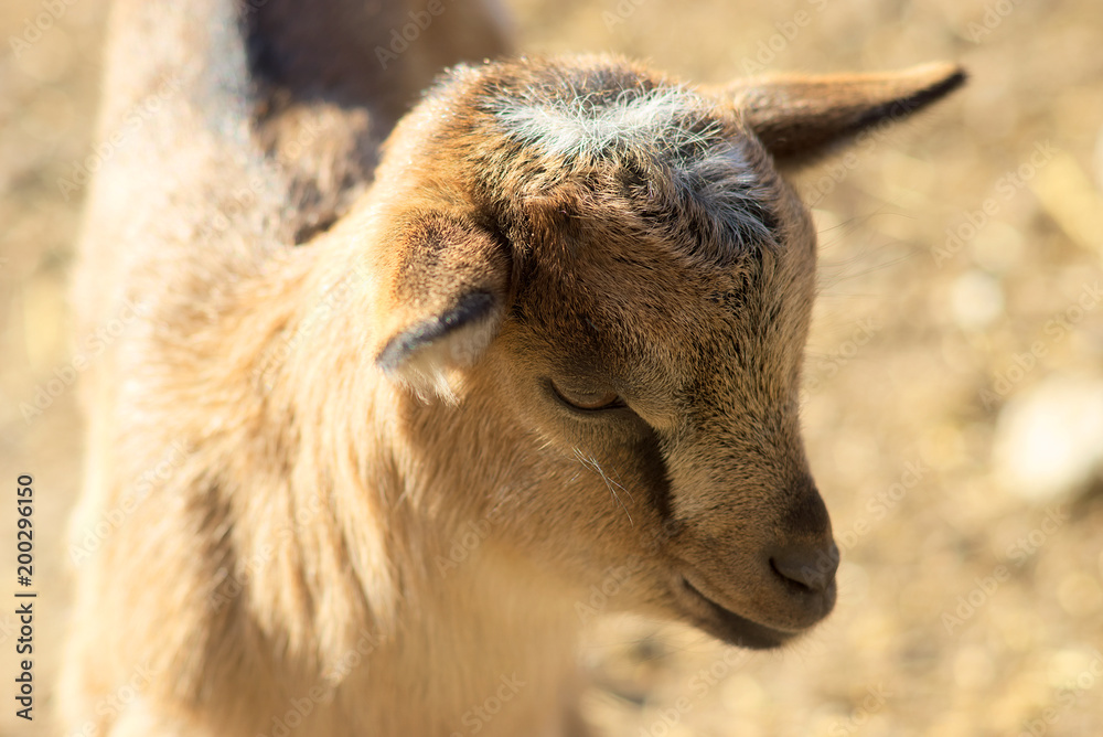 Fototapeta premium Seitenansicht eines Kopfes einer neugeborenen Ziege