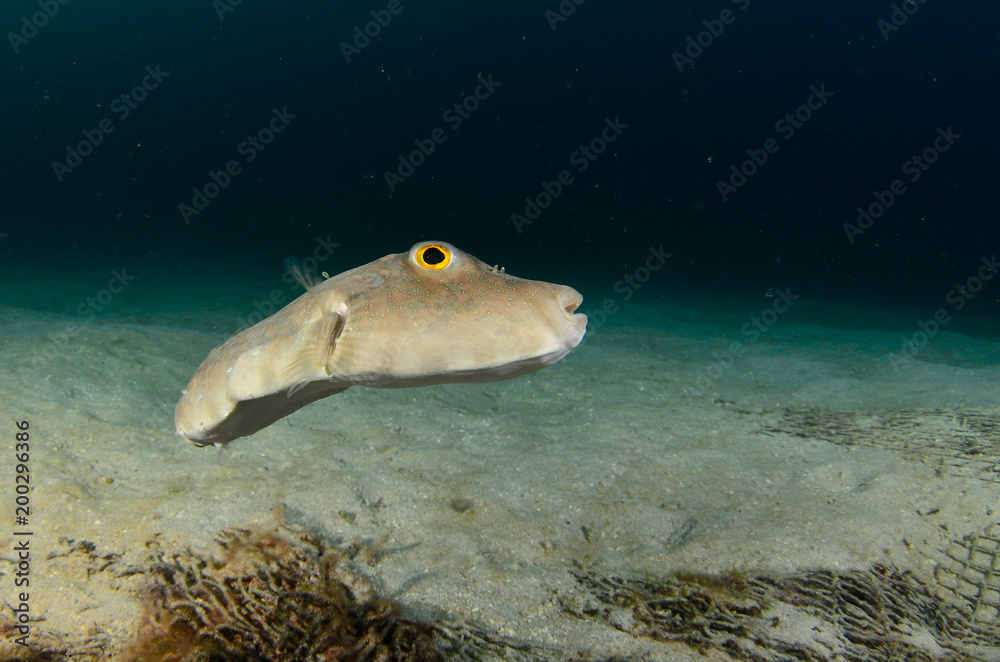 Obraz premium Reef fishes from the sea of cortez, mexico