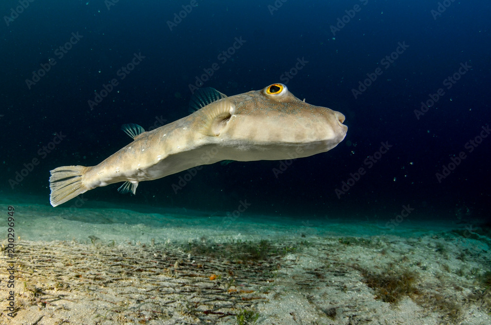 Obraz premium Reef fishes from the sea of cortez, mexico