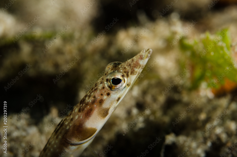 Blennys from the sea of cortez, mexico. Blennys from the sea of cortez, mexico.