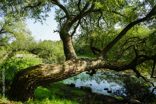 Fototapeta Naklejka Na Ścianę i Meble -  Weeping willow over the river