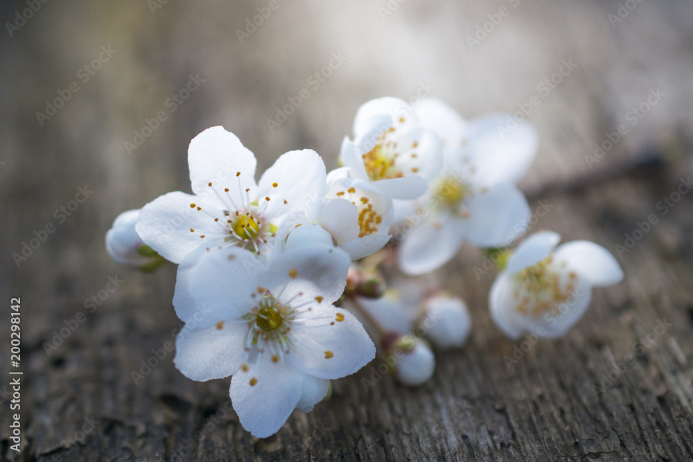 white blossom on old wood background shallow dof white blossom on old wood background shallow dof