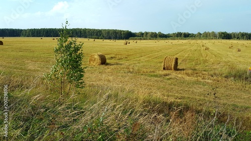 Autumn field, compressed rye, haystack, birch in the wind