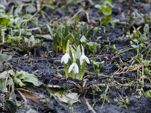 Snowdrop spring flowers. Delicate Snowdrop flower. Fresh green well complementing the white blossoms. photo