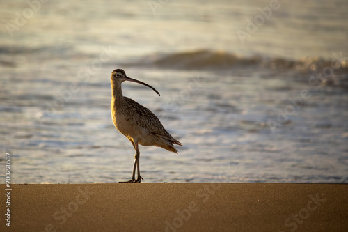 Sandpiper standing in glow of evening on beach with rolling waves © Michael