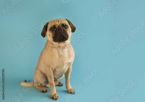 Cute pug puppy on a blue backdrop © Lori