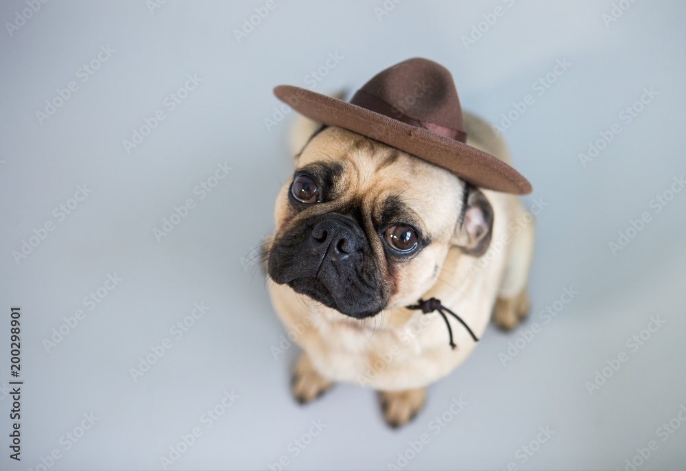 Cute Pug dog wearing a hat