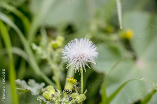 White dandelion flower photo