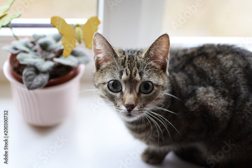 Beautiful brown grey striped cat sitting on white windowsill and looking straight at camera closeup with copy space for text.