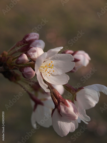 cherry blossom closeup background