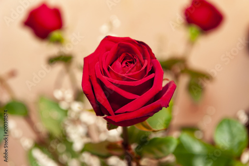 Red rose from high angle view