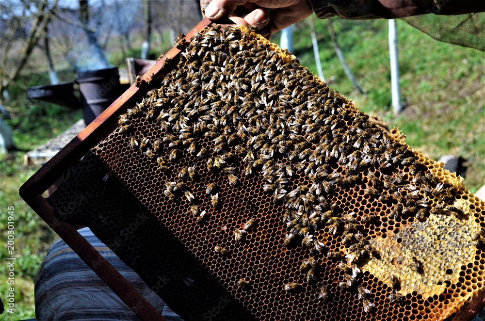 a group of beekeepers work in the apiary a group of beekeepers work in the apiary