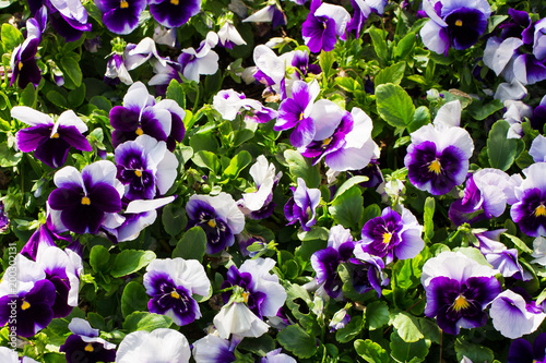 Close-up of a carpet of purple violets viola - a floral background