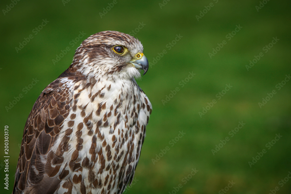 Prairie falcon Prairie falcon