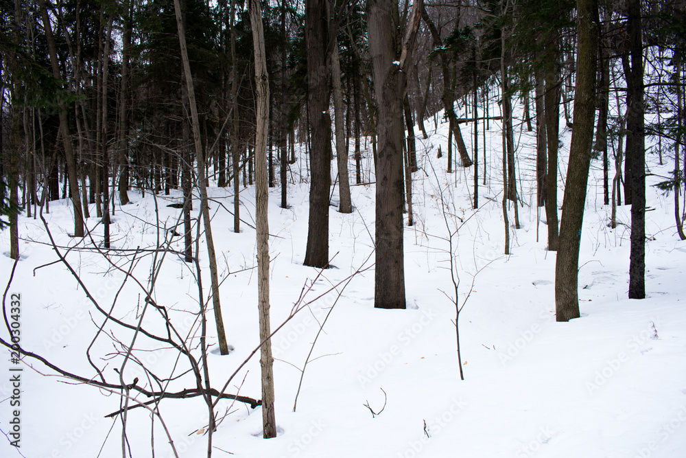 Obraz premium Lots of trees in a park with the ground covered in snow