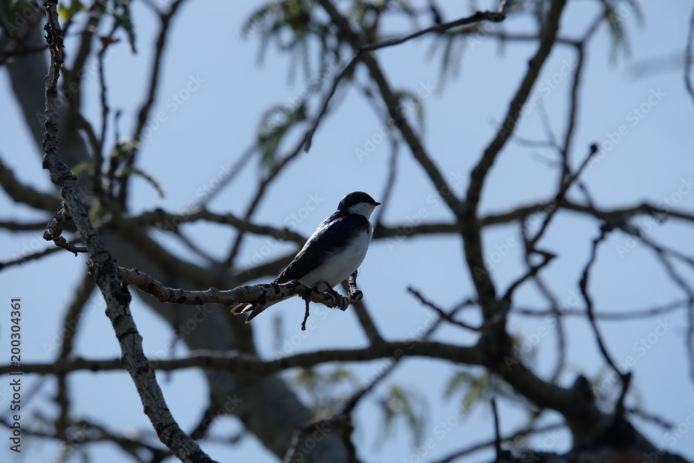 Unknown bird