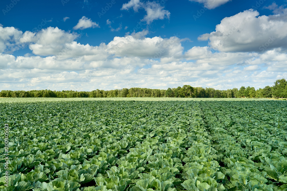 Landscape view of growing cabbage field. Latvia Landscape view of growing cabbage field. Latvia